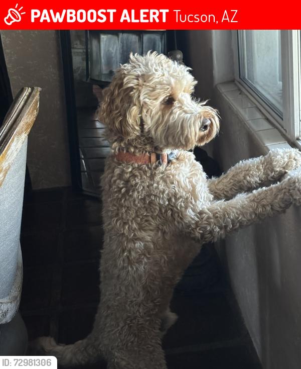 Lost Male Dog last seen E. Old Spanish Trail and S. Gollob Road, Tucson East, Tucson, AZ 85710