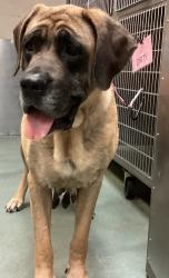 Shelter Stray Female Dog last seen Grand Hill Place, HOLLY SPRINGS, NC, 27540, Raleigh, NC 27610