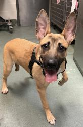 Shelter Stray Female Dog last seen Near Lleagnes Road, RALEIGH, NC, 27603, Raleigh, NC 27610