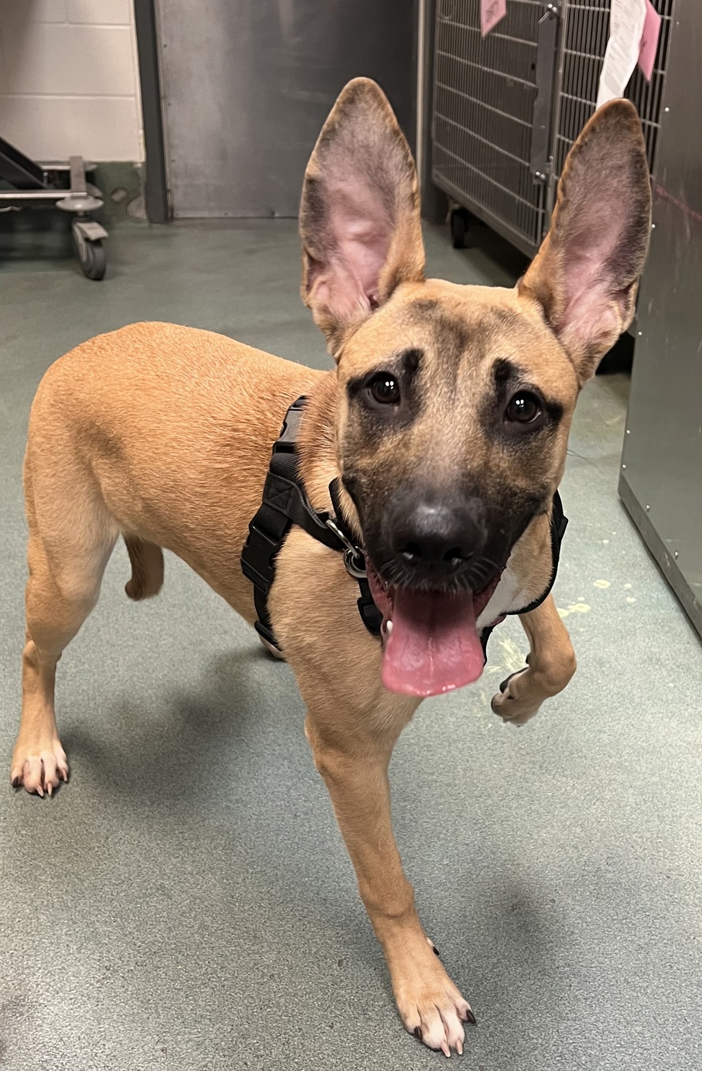 Shelter Stray Female Dog last seen Near Lleagnes Road, RALEIGH, NC, 27603, Raleigh, NC 27610