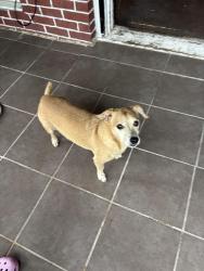Found/Stray Male Dog last seen Broadmoor and Pearson st, Houston, TX 77023