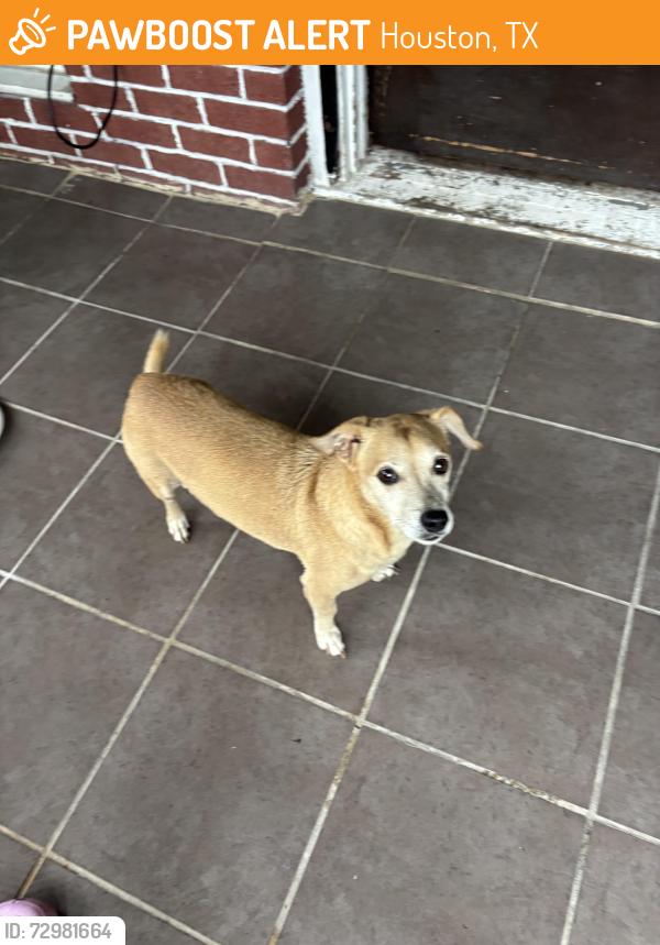 Found/Stray Male Dog last seen Broadmoor and Pearson st, Houston, TX 77023