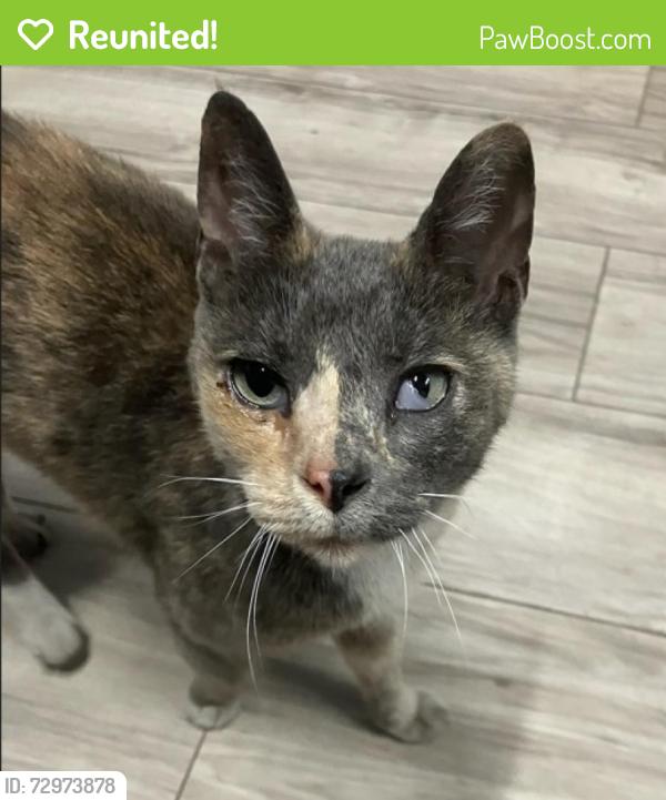 Reunited Female Cat last seen Near South Freeway, Fort Worth TX 76140, Fort Worth, TX 76140