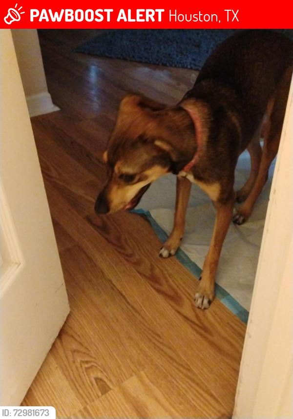Lost Female Dog last seen Bang elementary, Houston, TX 77064