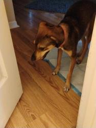 Lost Female Dog last seen Bang elementary, Houston, TX 77064
