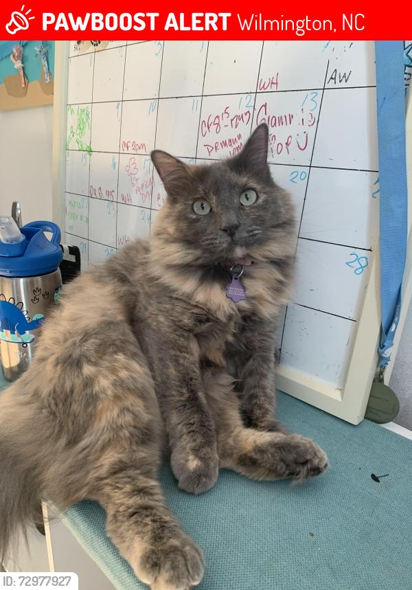 Lost Female Cat last seen Upper reach dr , Wilmington, NC 28409