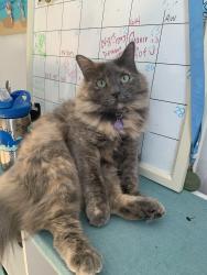 Lost Female Cat last seen Upper reach dr, Wilmington, NC 28409