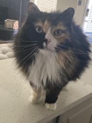 Lost Female Cat last seen Fieldcrest Dr. & Danbury Dr. , Rockwall, TX 75032