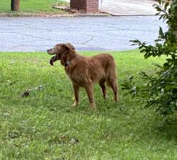 Reunited Female Dog last seen Chamblee Tucker Riax, Doraville, GA 30340