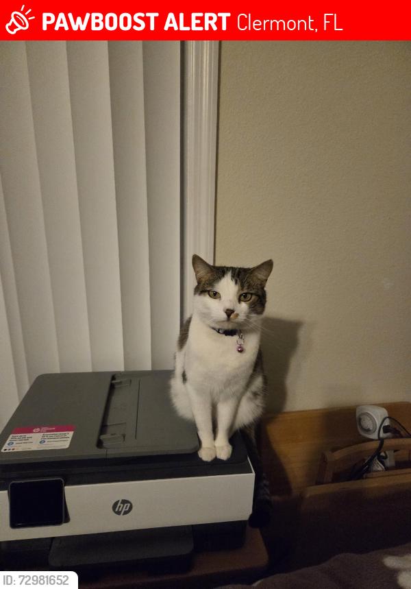 Lost Female Cat last seen Still Meadow Dr, Clermont, FL 34711