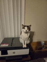 Lost Female Cat last seen Still Meadow Dr, Clermont, FL 34711