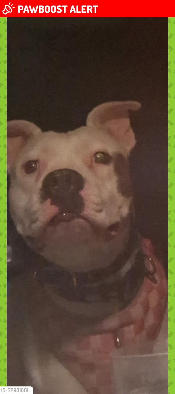 Lost Female Dog last seen 339th ave lower buckeye, Maricopa County, AZ 85354
