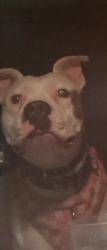 Lost Female Dog last seen 339th ave lower buckeye, Maricopa County, AZ 85354