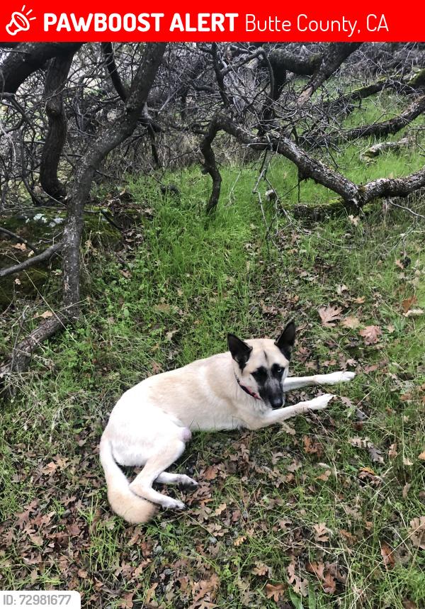 Lost Female Dog last seen Helltown rd and centerville rd, Butte County, CA 95928