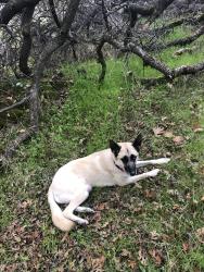 Lost Female Dog last seen Helltown rd and centerville rd, Butte County, CA 95928