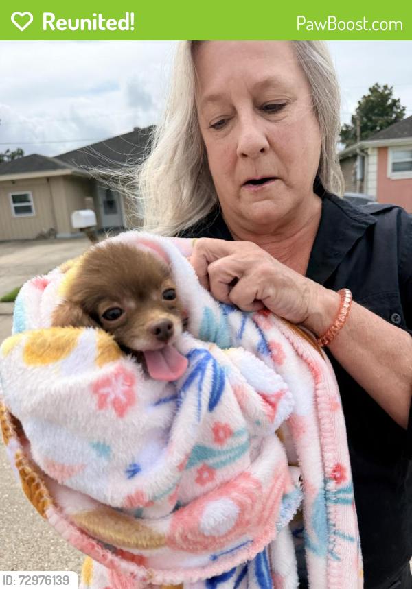 Reunited Male Dog last seen E Frisco , LaPlace, LA 70068