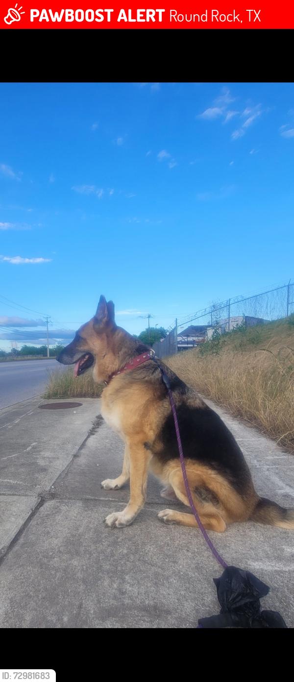 Lost Male Dog last seen Gattis school rd , Round Rock, TX 78664