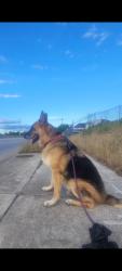 Lost Male Dog last seen Gattis school rd , Round Rock, TX 78664