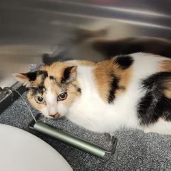 Shelter Stray Female Cat last seen , 328 Furman Hall Rd, Greenville, SC 29609, USA