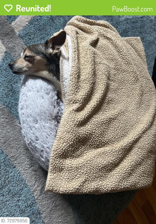 Reunited Male Dog last seen Birchwood at Amsterdam, Fort Wright, KY 41011