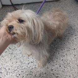 Shelter Stray Female Dog last seen , Hattiesburg, MS 39401