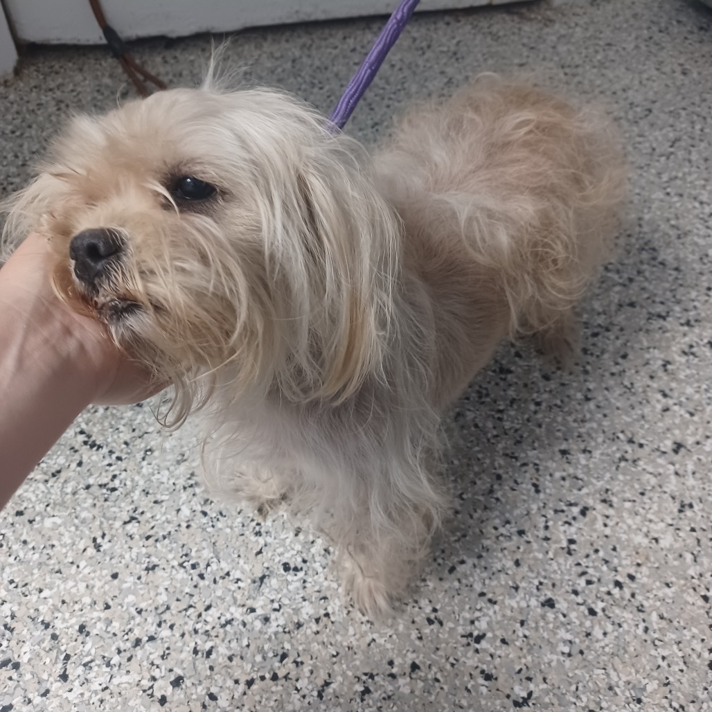 Shelter Stray Female Dog last seen , Hattiesburg, MS 39401
