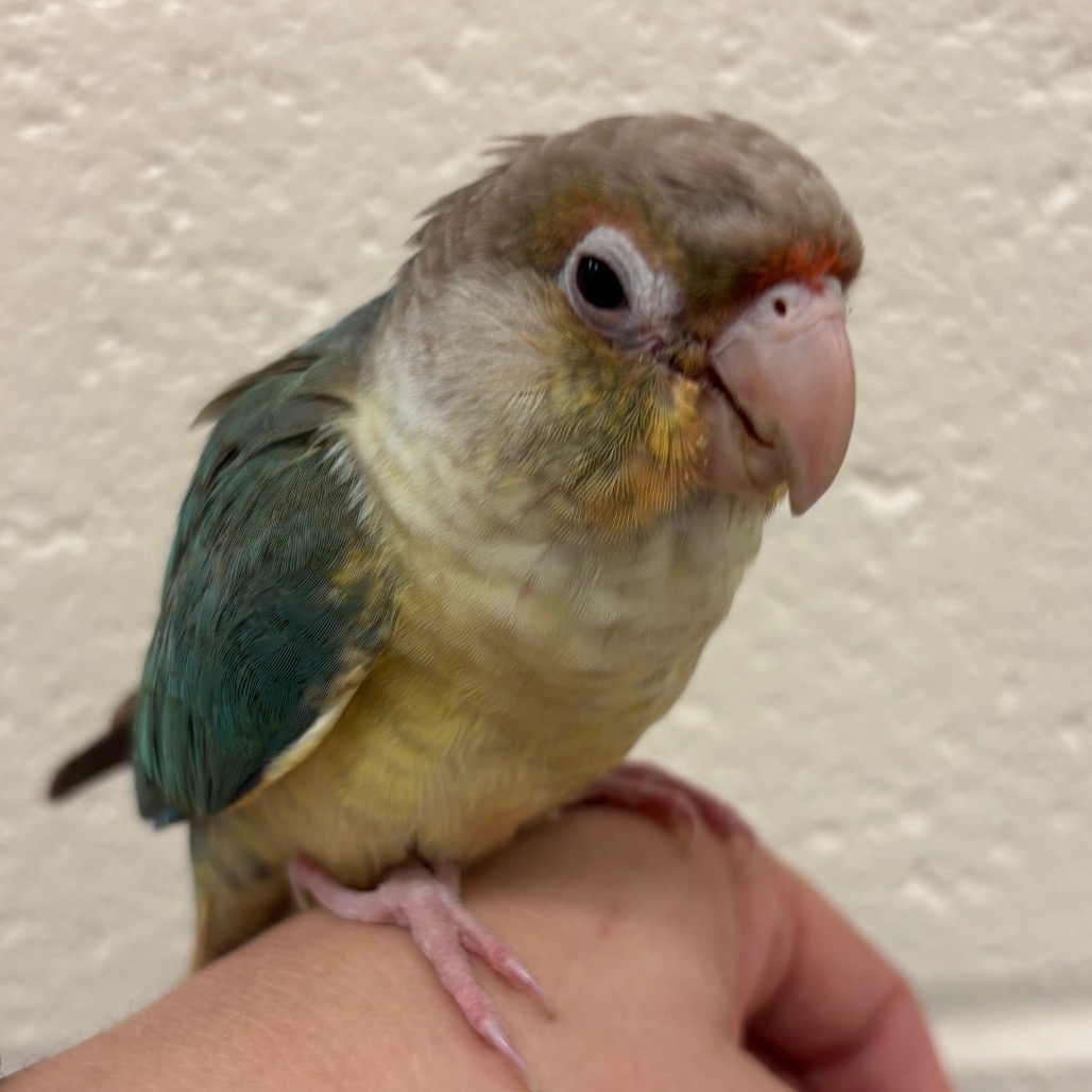 Shelter Stray Unknown Other last seen , Memphis, TN 38133