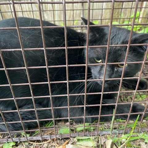 Shelter Stray Unknown Cat last seen , Cheyenne, WY 82007