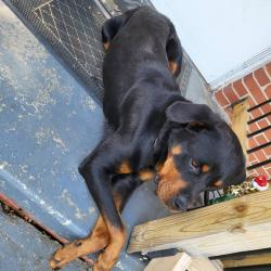 Shelter Stray Female Dog last seen , Greensboro, NC 27409
