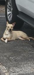 Found/Stray Unknown Dog last seen Behind Executive Cabinetry Frontage Road , Simpsonville, SC 29680