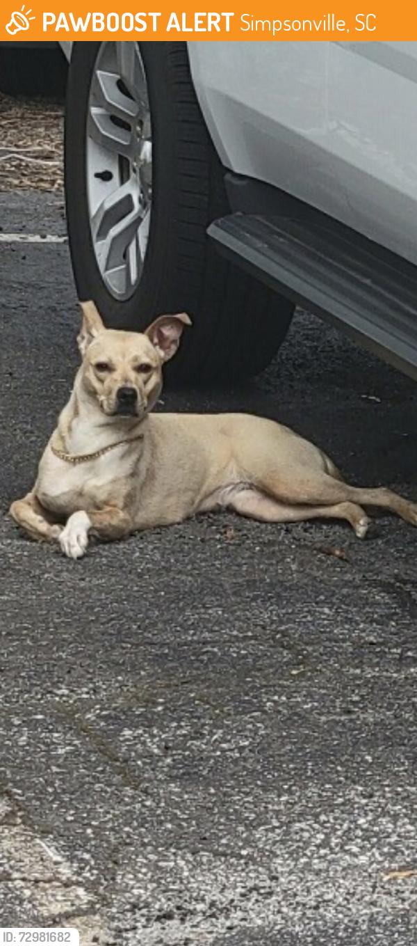 Found/Stray Unknown Dog last seen Behind Executive Cabinetry Frontage Road , Simpsonville, SC 29680