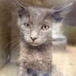 Shelter Stray Unknown Cat last seen , Philadelphia, PA 19140