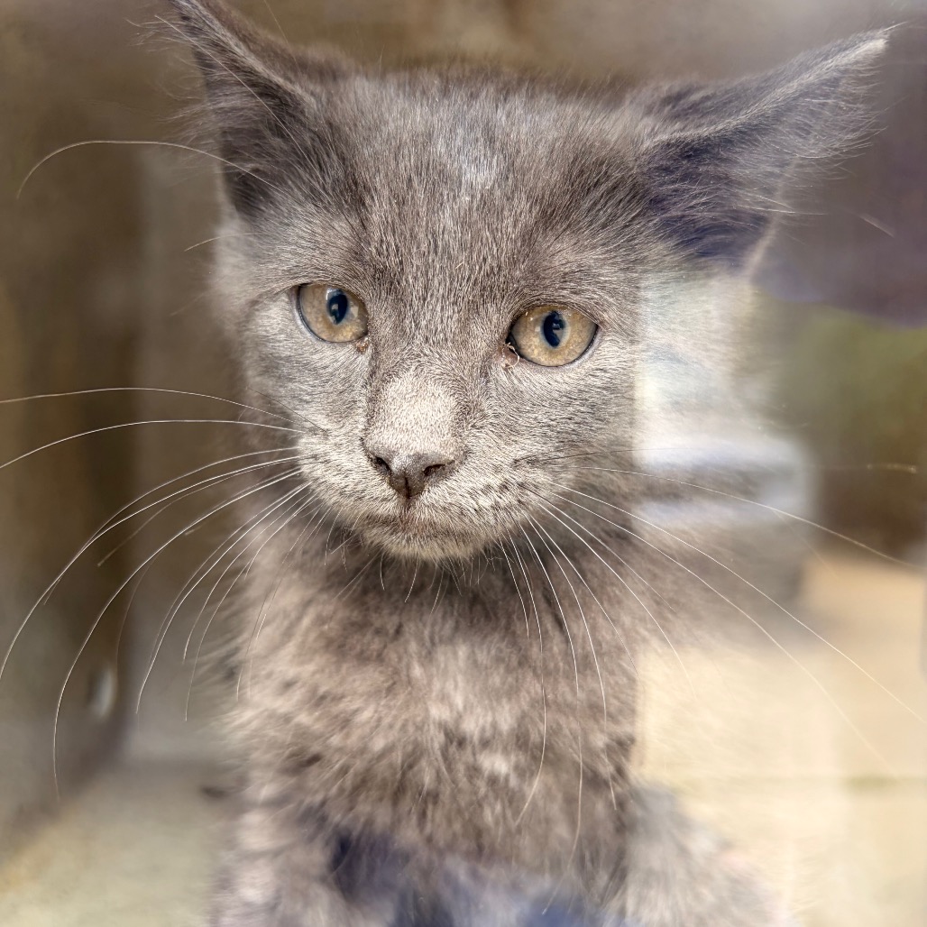 Shelter Stray Unknown Cat last seen , Philadelphia, PA 19140