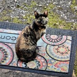 Shelter Stray Female Cat last seen , 4525 W Wendover Ave, Greensboro, NC 27409, USA