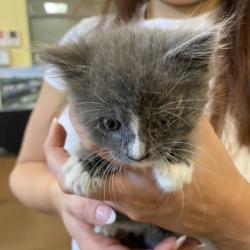Shelter Stray Female Cat last seen , Lynchburg, VA 24502