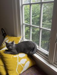 Reunited Female Cat last seen Near interlaken pl e, Seattle, WA 98112