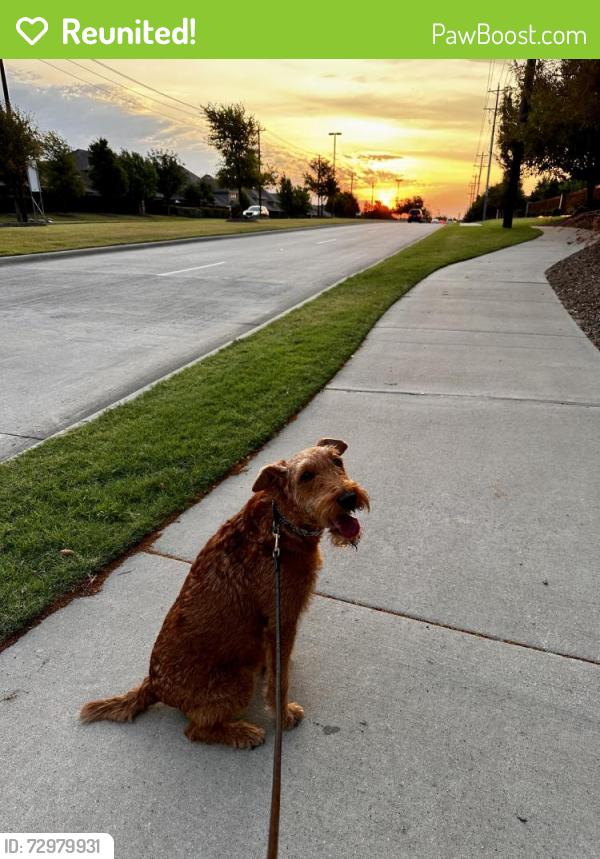Reunited Female Dog last seen Coit/Virigina, McKinney, TX 75072