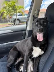 Found/Stray Female Dog last seen Near , Hialeah, FL 33012