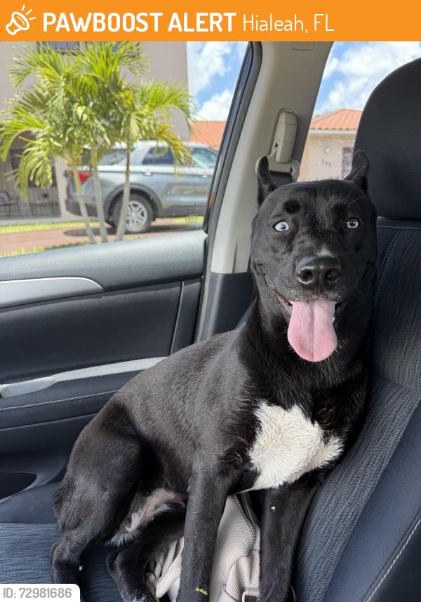 Found/Stray Female Dog last seen Near , Hialeah, FL 33012
