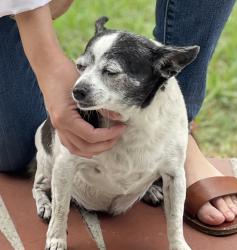 Lost Female Dog last seen West Cornell dr & yucca , Rialto, CA 92376
