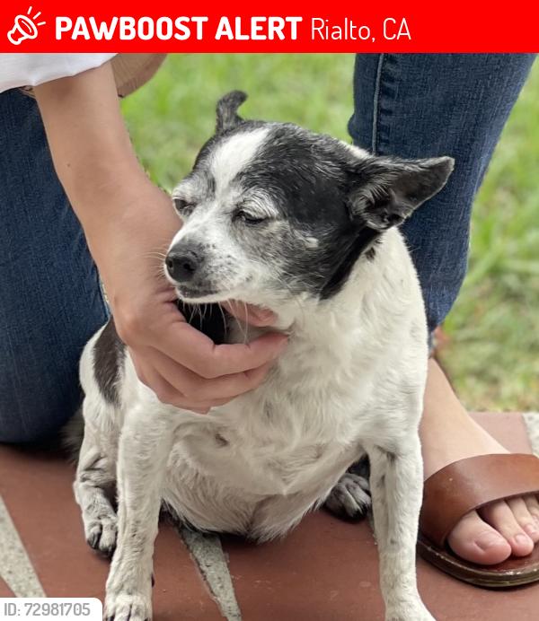 Lost Female Dog last seen West Cornell dr & yucca , Rialto, CA 92376
