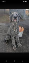 Reunited Male Dog last seen Brannon road banner farm side , Horse Shoe, NC 28729