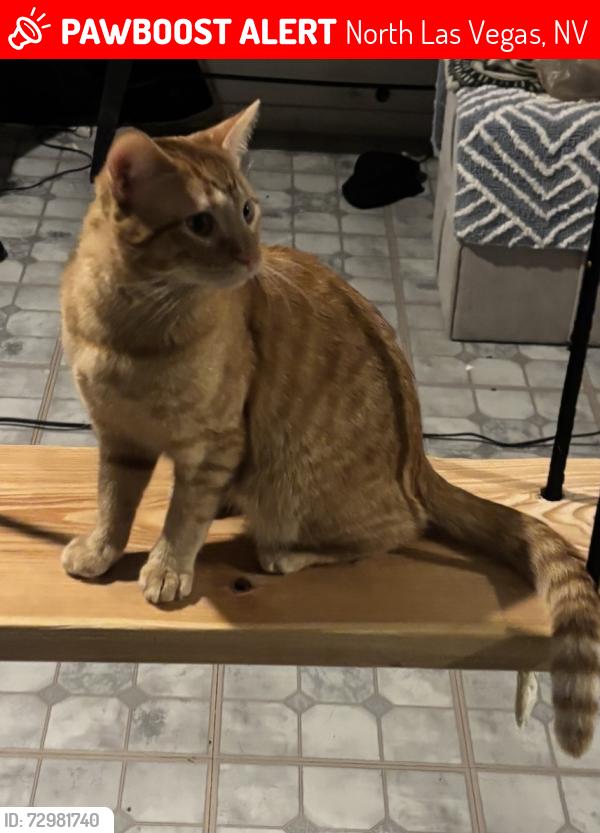 Lost Male Cat last seen Clayton and Washburn, North Las Vegas, NV 89031