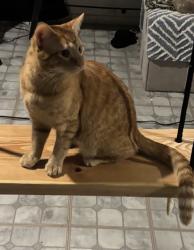 Lost Male Cat last seen Clayton and Washburn, North Las Vegas, NV 89031