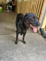 Found/Stray Male Dog last seen Greenway Park, Graham, NC 27253