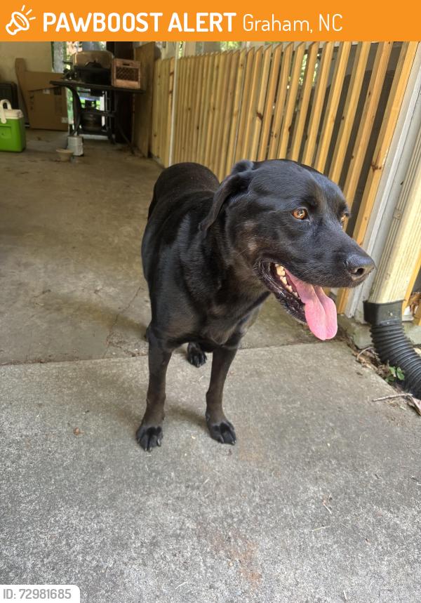 Found/Stray Male Dog last seen Greenway Park, Graham, NC 27253
