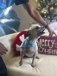 Reunited Female Dog last seen Near th ave and Bell, Phoenix, AZ 85023