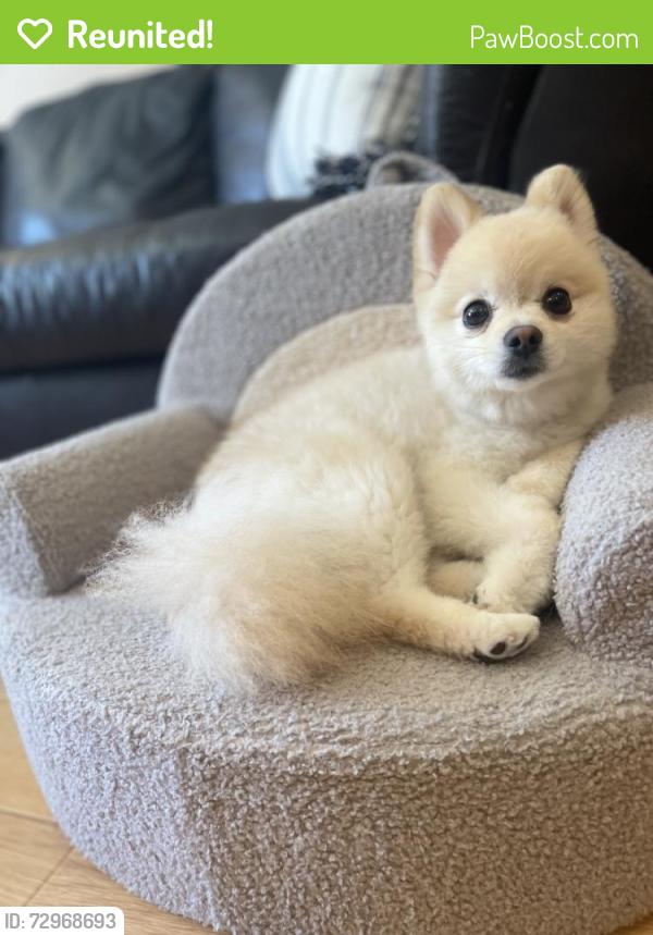 Reunited Male Dog last seen Central, Glendale, CA 91204