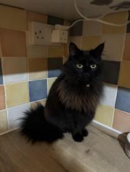Lost Female Cat last seen Thompsons View, Maiden Newton, England DT2