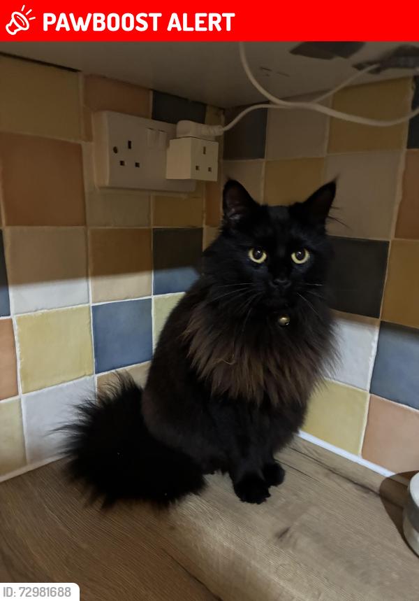 Lost Female Cat last seen Thompsons View, Maiden Newton, England DT2